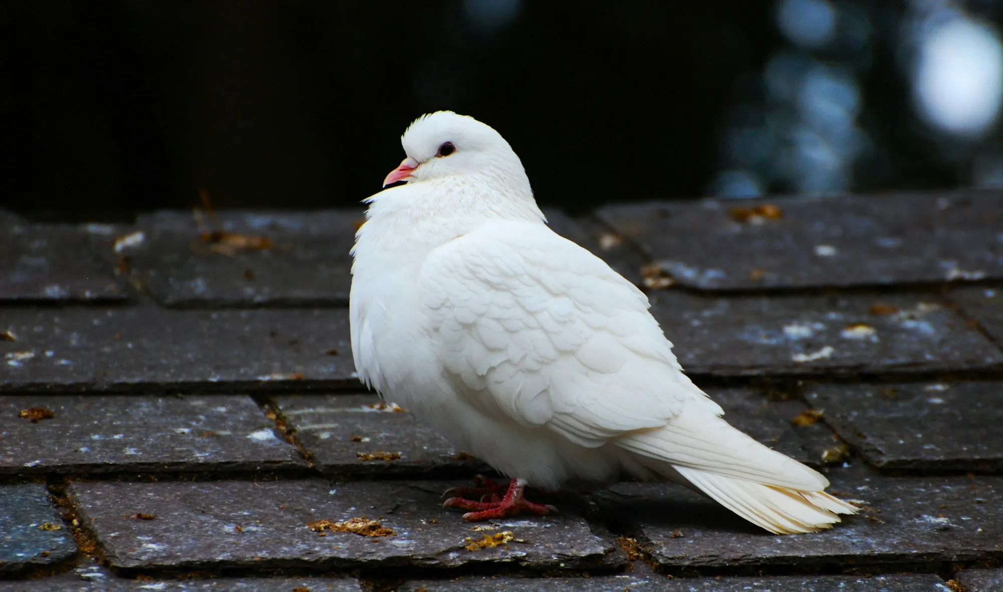 White dove resting on an old shingle roof, the kind of bird that nests under solar panels on Matteson homes