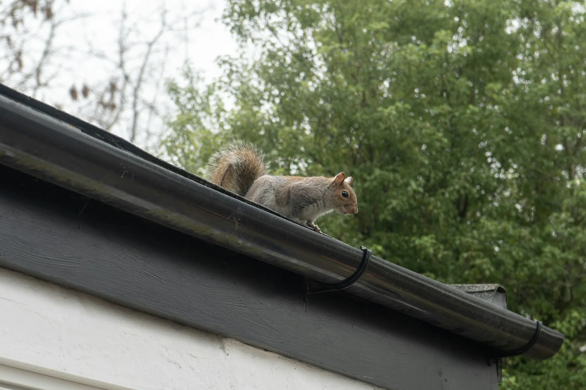 Squirrel walking along a roof edge above a gutter
